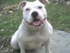 AmericanBulldogsforsale